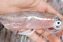 Mẹo phân biệt mực tươi và mực đông lạnh cực đơn giản