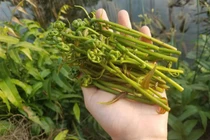 Loại rau dại ở miền Tây xưa bị 'ngó lơ', nay thành đặc sản khó cưỡng