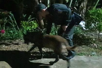 Nghệ An: Cháu bé 2 tuổi mất tích đầy bí ẩn