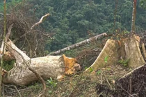 Quảng Bình: Đề nghị khởi tố vụ chặt phá 6ha rừng tự nhiên