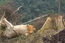 Quảng Bình: Đề nghị khởi tố vụ chặt phá 6ha rừng tự nhiên