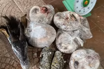 "Ông trùm" buôn bán động vật quý hiếm sa lưới