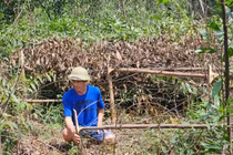 Nghệ An: Rừng keo của người dân bị kẻ xấu chặt phá tan nát