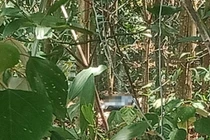 Hà Tĩnh: Phát hiện thi thể người đàn ông đang phân hủy ở rừng keo