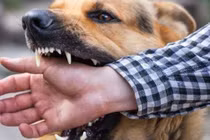 Người đàn ông tử vong do bệnh dại sau 4 tháng bị chó cắn