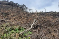 Hà Tĩnh: Phá rừng trồng keo, người đàn ông lĩnh 4 năm tù giam