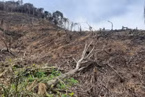 Hà Tĩnh: Phá rừng trồng keo, người đàn ông lĩnh 4 năm tù giam