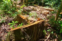 Quảng Bình: Khởi tố vụ phá gần 6ha rừng tự nhiên