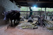 Hà Tĩnh: Làng mật mía Thọ Điền tất bật vào vụ