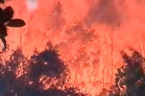 Nghệ An: Hàng ngàn người trắng đêm dập lửa cứu rừng