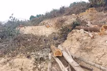 Nghệ An: Cán bộ bảo vệ rừng bị “lâm tặc” đánh nhập viện