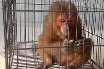 Hà Tĩnh: Tiếp nhận cá thể khỉ mặt đỏ quý hiếm