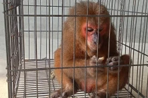 Hà Tĩnh: Tiếp nhận cá thể khỉ mặt đỏ quý hiếm