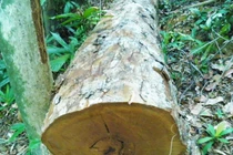 Thông tin mới vụ phá rừng phòng hộ ở Quảng Bình