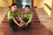 Vườn quốc gia Phong Nha - Kẻ Bàng tiếp nhận cá thể tê tê quý hiếm