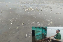 Hà Tĩnh: Ngao chết hàng loạt do mật độ nuôi quá dày?