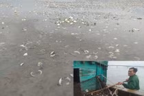 Hà Tĩnh: Ngao chết hàng loạt do mật độ nuôi quá dày?