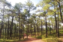 Quảng Bình: Chi trả hơn 82 tỷ đồng từ việc bán tín chỉ carbon 