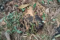 Phát hiện thi thể người đàn ông đã phân huỷ ở rừng keo