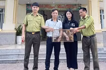 Hà Tĩnh: Tiếp nhận cá thể cu li quý hiếm thả về tự nhiên