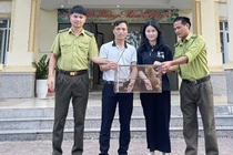 Hà Tĩnh: Tiếp nhận cá thể cu li quý hiếm thả về tự nhiên