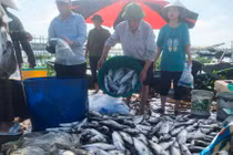 Hà Tĩnh: Dân khóc ròng vì cá nuôi lồng chết hàng loạt