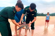Thả cá thể rùa biển quý hiếm về môi trường tự nhiên