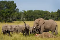 Hà Tĩnh: Phát hiện cá thể voi chết trong rừng