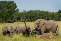 Hà Tĩnh: Phát hiện cá thể voi chết trong rừng