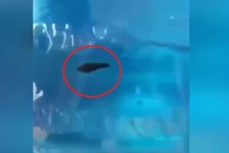 Vụ đỉa “bơi” trong bình nước: Xử phạt Công ty cổ phần nước khoáng Bang