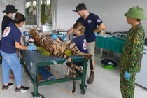 Vườn Quốc gia Phong Nha-Kẻ Bàng chuyển 7 cá thể hổ về chỗ ở mới