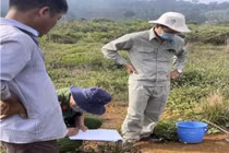 Một trang nuôi heo xả thải ra môi trường bị phạt gần 500 triệu đồng