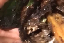 Xử phạt hành chính quán cá lóc nướng có dòi ở Đắk Lắk