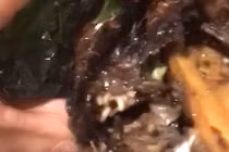 Xử phạt hành chính quán cá lóc nướng có dòi ở Đắk Lắk