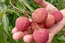 Bắc Giang: Nông dân thu 5.760 tỷ đồng nhờ bán vải thiều