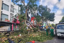 Đắk Lắk: Cây đa cổ thụ gãy cành đè trúng một người phụ nữ