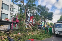 Đắk Lắk: Cây đa cổ thụ gãy cành đè trúng một người phụ nữ