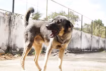 Ghi nhận trường hợp thứ 4 tử vong do bệnh dại ở Đắk Lắk