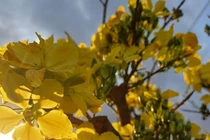 Mai vàng năm cánh nở rộ dưới chân núi Hoành Sơn