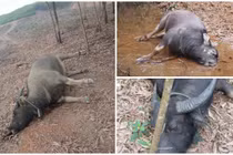 Nguyên nhân khiến trâu chết hàng loạt ở Quảng Trị