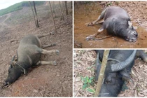 Nguyên nhân khiến trâu chết hàng loạt ở Quảng Trị