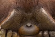 Top 8 động vật đang "đối mặt" nguy cơ tuyệt chủng