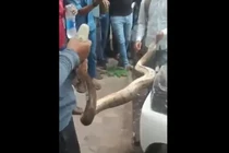 Bắt sống trăn khổng lồ dài hơn 2 mét ẩn nấp trong động cơ ô tô