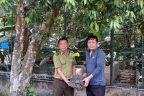 Đi làm đồng, người đàn ông phát hiện cá thể rùa răng quý hiếm nặng 15kg