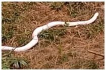 Bàng hoàng bắt gặp "quái thú" bạch tạng trên đường sau cơn mưa