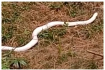 Bàng hoàng bắt gặp "quái thú" bạch tạng trên đường sau cơn mưa