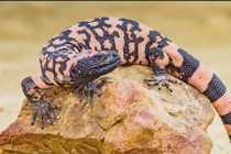 10 loài động vật sở hữu nọc độc chết chóc