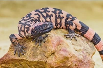 10 loài động vật sở hữu nọc độc chết chóc