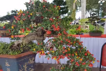 4 cây dại mọc bờ bụi bỗng lên đời thành bonsai, giá "khủng"