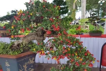 4 cây dại mọc bờ bụi bỗng lên đời thành bonsai, giá "khủng"